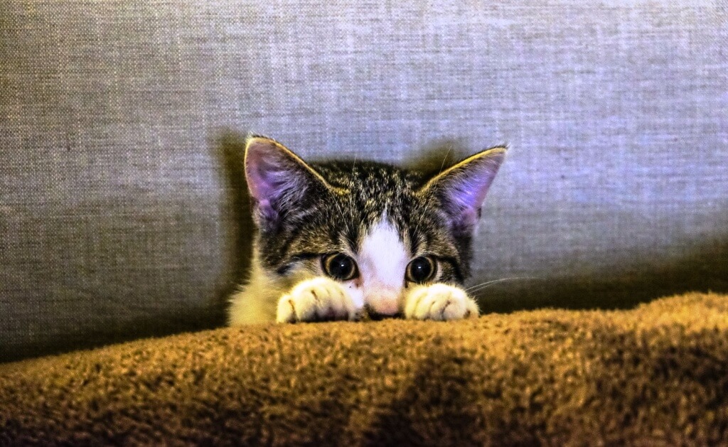 web reputation milano